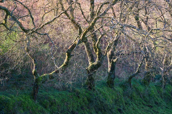 Row Oak Trees Define Edge Meadow Xistral Range Abadin Lugo — Stock fotografie