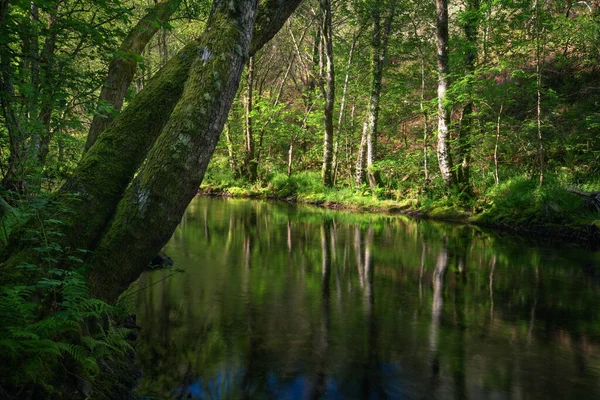 Entspannte Atmosphäre Mit Dem Sanften Licht Des Morgens Auf Einem — Stockfoto