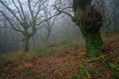 Spooky atmosphere at dawn among the fog in the centuries-old forests on the outskirts of Lugo Galicia