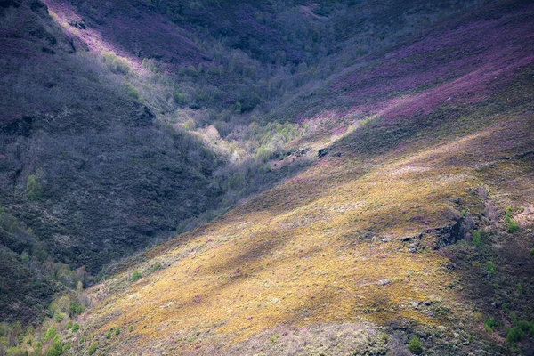 Colorful landscape of purple heather and yellow gorse in spring in Courel Mountains Unesco Geopark Lugo Galicia
