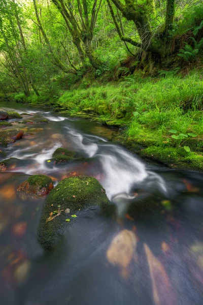 Ancient Oak Trees Lean River Courel Mountains Unesco Geopark Galicia — Foto de Stock