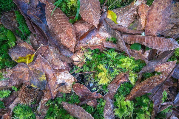 Forest Floor Background Dry Leaves Moss Chestnuts Light Frost — Foto de Stock