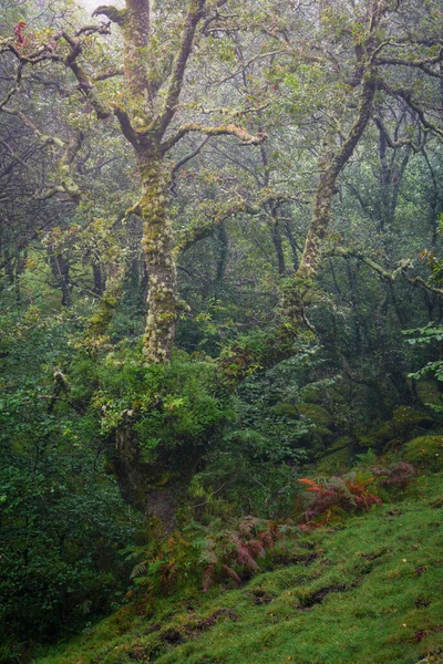 Nice specimen of chestnut tree covered with lichen in a forest in Xistral Mountain Range in Abadin Lugo Galicia