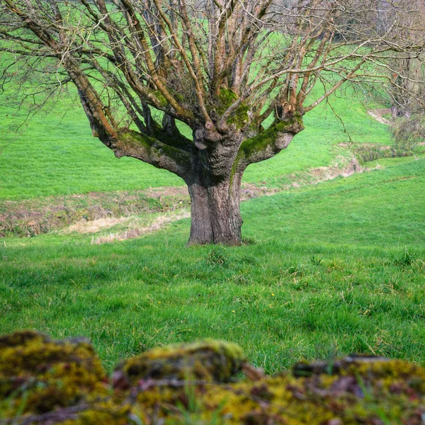 Solitary Anthropomorphic Tree Middle Meadow Stone Wall Sarria Lugo Galicia — Photo