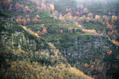 Lugo Galiçya 'daki Unesco Geopark' ta, Courel Dağları 'ndaki şist kayalıklarında yeşil çalılıklar arasında renkli huş ağaçları ortaya çıkar.