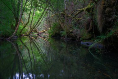Lugo Galiçya 'daki Unesco Geopark Dağları' nda bir nehrin durgun sularına doğru eğilen ağaçlar simetrik yansımalar oluşturur.