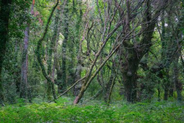 Lugo Galiçya 'nın kırsal kesimlerinde yeşilliklerle korunan son derece eski meşe ağaçları.