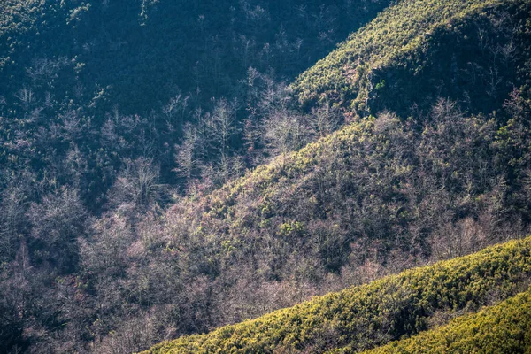 Kahle Bäume Wechseln Sich Mit Sanften Heidekrautbüschen Courel Gebirge Unesco — Stockfoto