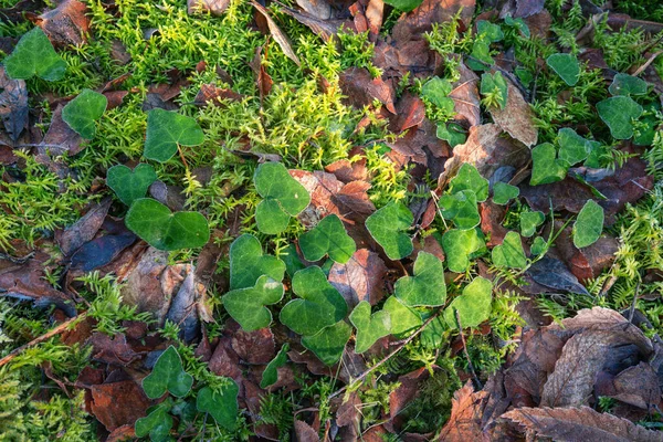 Bos Thema Achtergrond Met Klimop Mos Een Bos Van Courel — Stockfoto