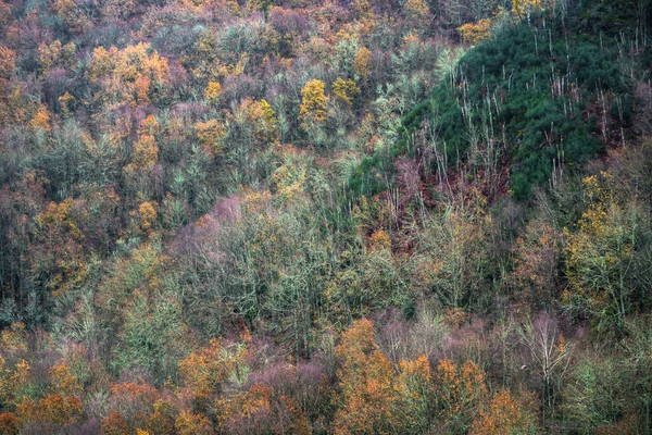Mix of tree species in different stages of foliage between autumn and winter in Courel Mountains Unesco Geopark in Lugo Galicia
