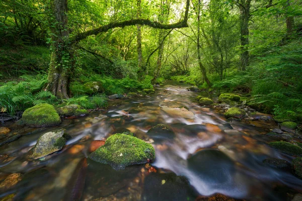 Stream Runs Lush Forest Oak Chestnut Tree Courel Mountains Unesco — Stock Photo, Image