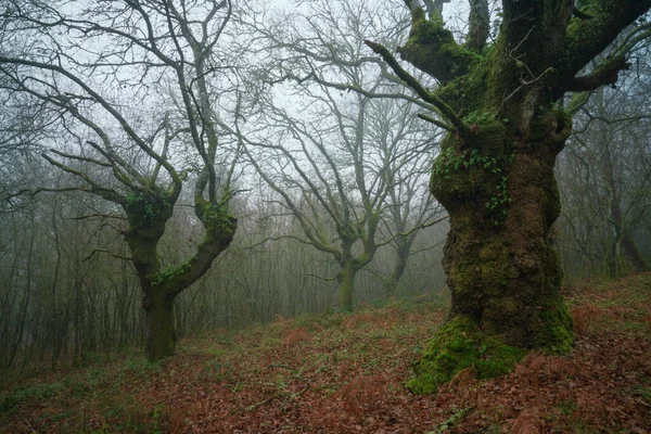 Trois Grands Chênes Semblent Gesticuler Dans Une Forêt Brumeuse Lugo — Photo