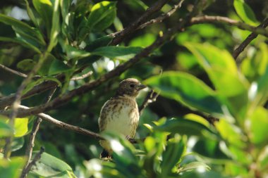 Ormanda bir daldaki kuş.