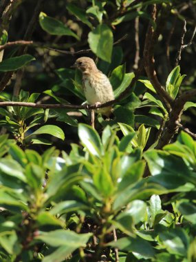 Katiki Reserve, Yeni Zelanda 'da (Güney Adası) çalılıklarda Juvenile şarkısı ardıç kuşu (Turdus philomelos)).