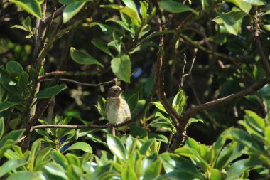 Bahçedeki ağaçta bir kuş 