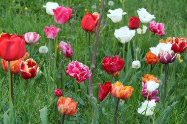 Bahçedeki güzel laleler