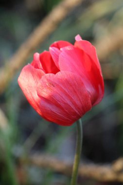 Bahçede büyüyen güzel bir anemon çiçeği, portre oryantasyonu