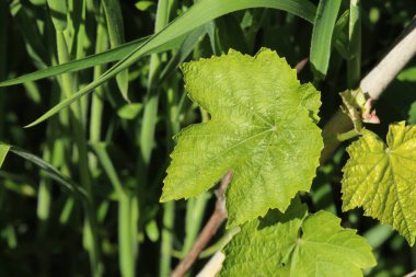 Genç dedikodular büyüyor, günışığında yapraklar sıcak bir şekilde aydınlanıyor. Destek için bambu kazığına bağlandı.