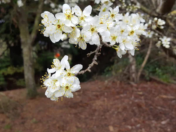 Białe Kwiaty Drzewie Ogrodzie — Zdjęcie stockowe
