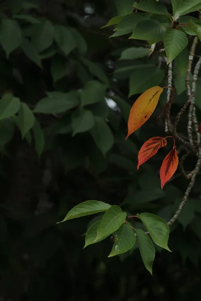 Зеленые Листья Флора Природе — стоковое фото