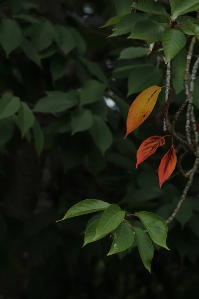 Zielone Liście Flora Przyrodzie — Zdjęcie stockowe