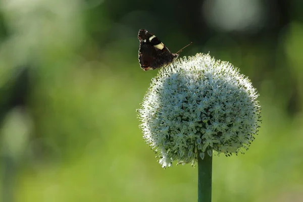 Крупный План Бабочки Сидящей Цветке — стоковое фото