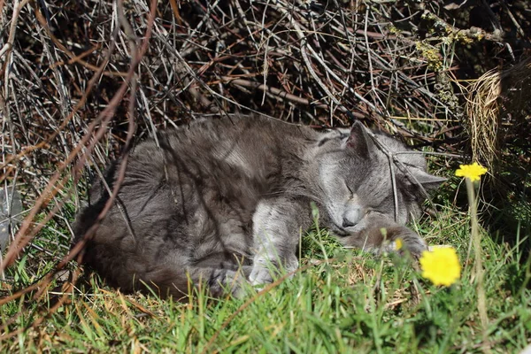Кіт Траві — стокове фото