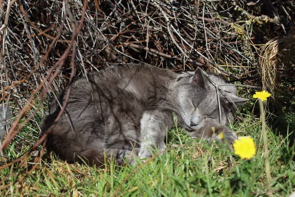 Katze Gras — Stockfoto