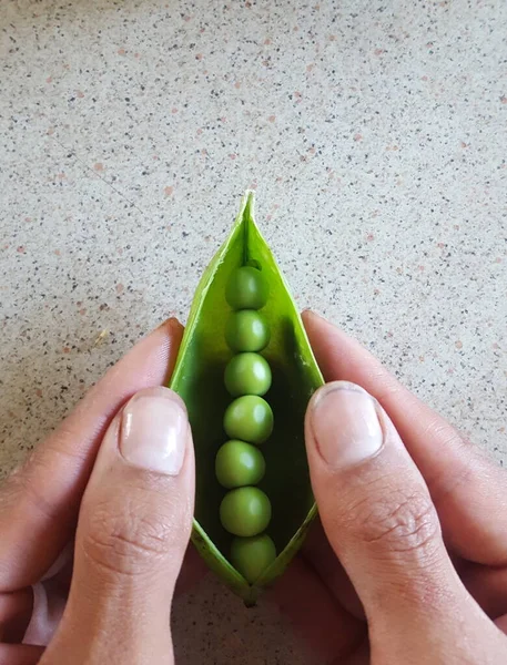 Primer Plano Manos Masculinas Sosteniendo Guisante Verde — Foto de Stock