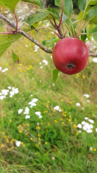 Červené Jablko Stromě — Stock fotografie