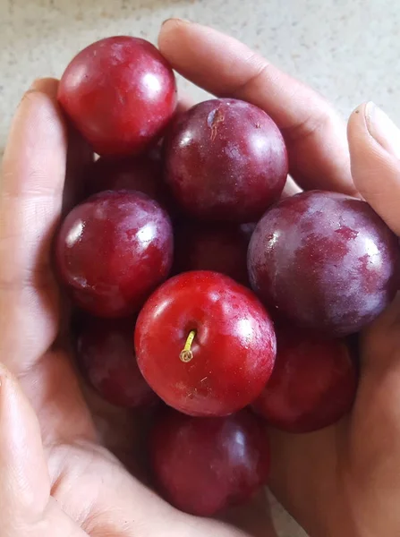 Primer Plano Las Ciruelas Rojas Las Manos — Foto de Stock