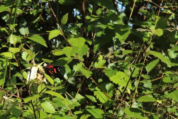 Gros Plan Papillon Sauvage Sur Buisson Vert — Photo