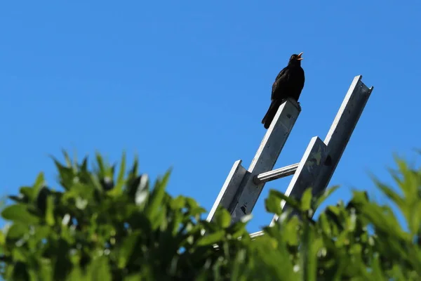 Птах Стовпі Парку — стокове фото