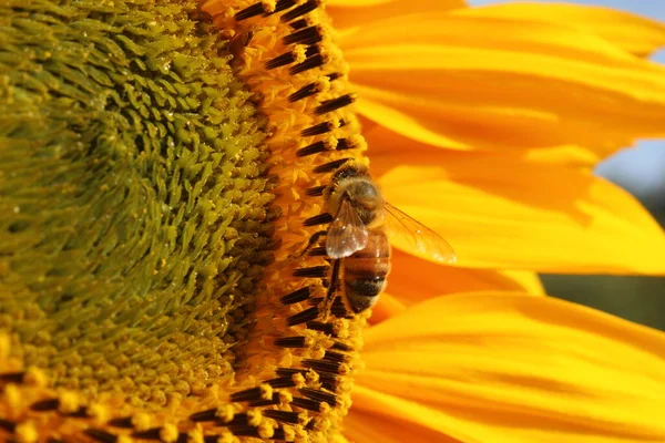 陽の光が差し込む中でミツバチが — ストック写真