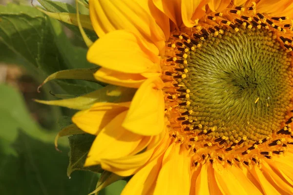 Sunflower (helianthus) facing the sun with green background. Sunflowers are a source of food for many seed-eating birds, as well as important pollinators including honey bees.
