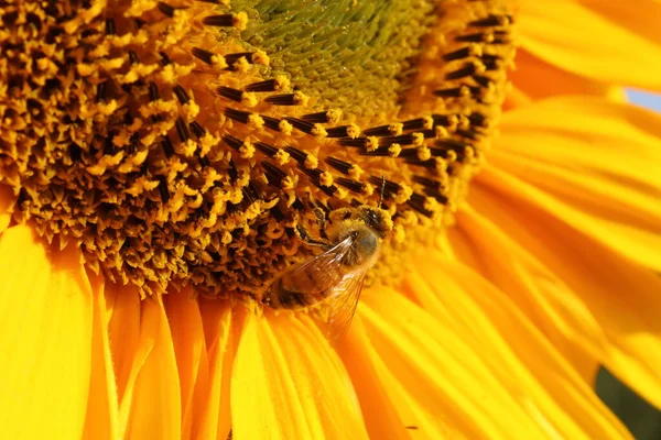 ミツバチはひまわりの花粉に覆われた明るい日差しの中で閉じます — ストック写真