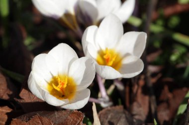 Beyaz crocus caeruleus çiçeğine yakın dur. Kışın sonlarına doğru çiçek açan ilk bahar soğanlarından biridir..