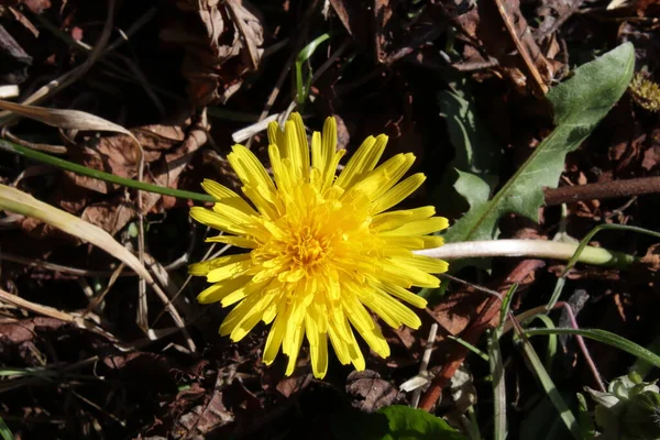 Øverst Ned Ser Man Løvetannblomst Viktig Plante Bestøvere Men Ofte – stockfoto