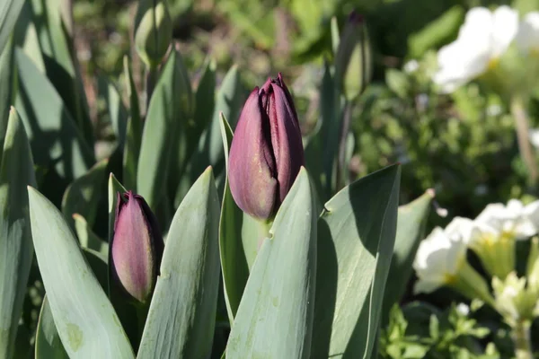 Queen of Night tulip, a deep purple-red flower often used in floral arrangements in bud. Two flowers with white primrose in blurred background.