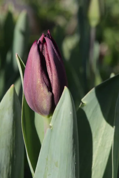 Queen of Night tulip, a deep purple-red flower often used in floral arrangements in bud. Single tulip in portrait orientation with background blurred.