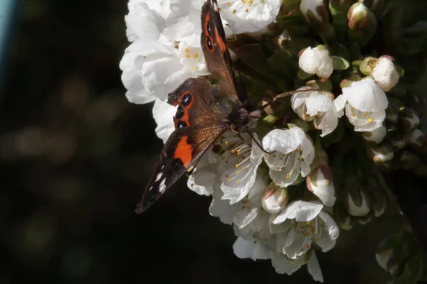 Nový Zéland Červený Admirál Motýl Vanessa Gonerilla Také Známý Pod — Stock fotografie