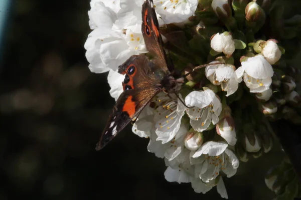 Papillon Amiral Rouge Néo Zélandais Vanessa Gonerilla Également Connu Sous — Photo