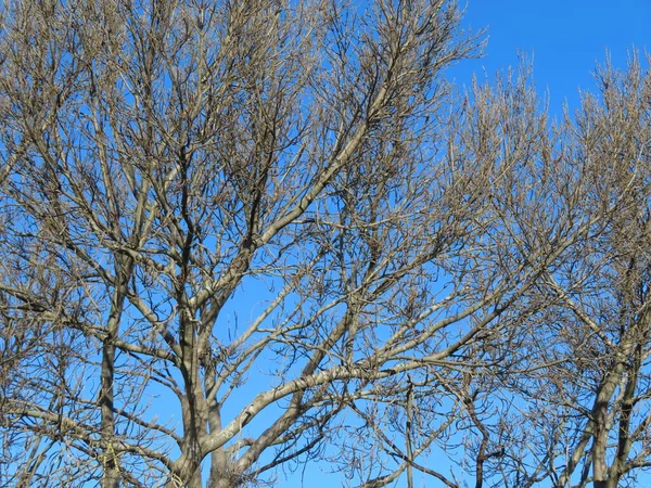 Ramos Árvores Floresta — Fotografia de Stock