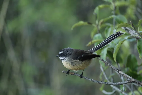 Oiseau Mignon Sur Une Branche — Photo