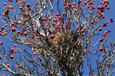 kırmızı meyveler bir ağaç dalında