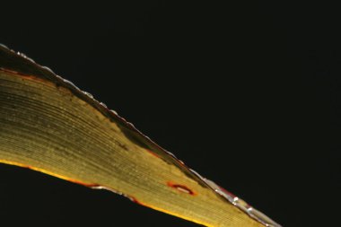 yeşil yaprak dokusu arkaplanı