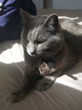 Kedi kanepede yatıyor.