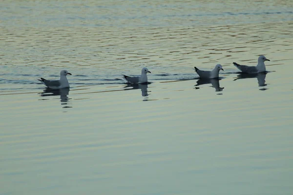 Flock Måsar Vattnet — Stockfoto