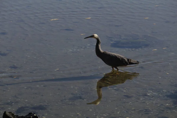 Pájaro Agua —  Fotos de Stock