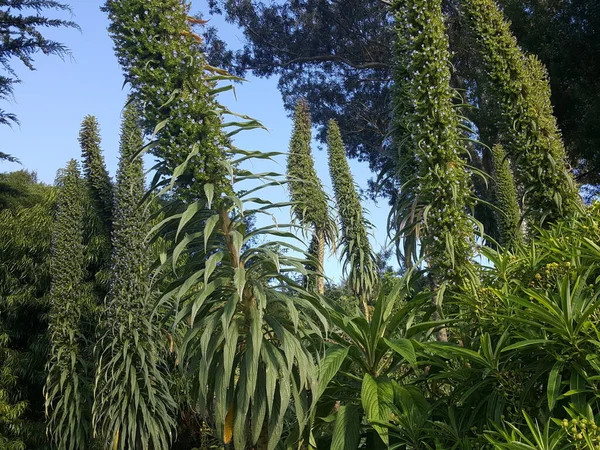 庭の緑の植物 — ストック写真